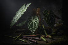 Load image into Gallery viewer, Plant Care Consultation