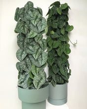Load image into Gallery viewer, Scindapsus Pictus 'Exotica'