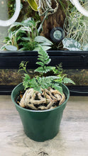 Load image into Gallery viewer, Rabbit Foot Fern 4"