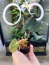 Load image into Gallery viewer, Philodendron hederaceum var. hederaceum - Philodendron 'Micans' 2"