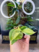 Load image into Gallery viewer, Philodendron Scandens 'Brasil' 2"