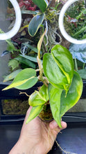 Load image into Gallery viewer, Philodendron Scandens 'Brasil' 2"