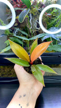 Load image into Gallery viewer, Philodendron 'Prince of Orange' 2"