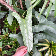 Load image into Gallery viewer, Philodendron Hastatum 'Silver Sword' 4"