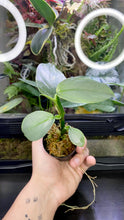 Load image into Gallery viewer, Philodendron Hastatum 'Silver Sword' 4"