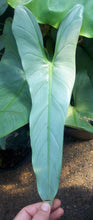 Load image into Gallery viewer, Philodendron Hastatum 'Silver Sword' 4"