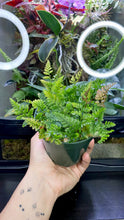 Load image into Gallery viewer, Rabbit Foot Fern 4"