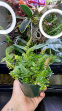 Load image into Gallery viewer, Rabbit Foot Fern 4"