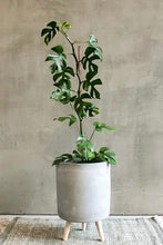 Load image into Gallery viewer, Rhaphidophora Tetrasperma (Non-Tissue Culture)