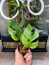 Load image into Gallery viewer, Rhaphidophora Tetrasperma (Non-Tissue Culture)