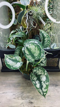Load image into Gallery viewer, Scindapsus Pictus 'Exotica'