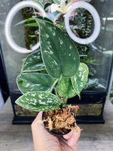 Load image into Gallery viewer, Scindapsus Pictus 'Silvery Ann' 2"