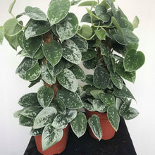 Load image into Gallery viewer, Scindapsus Pictus 'Silvery Ann' 2"