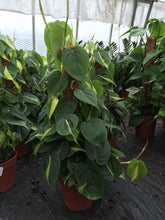 Load image into Gallery viewer, Philodendron Scandens 'Brasil' 2"