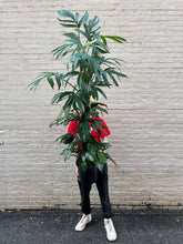 Load image into Gallery viewer, Rhaphidophora Decursiva 'Dragon Tail 2"