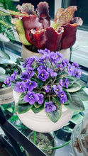 Load image into Gallery viewer, Variegated African Violet
