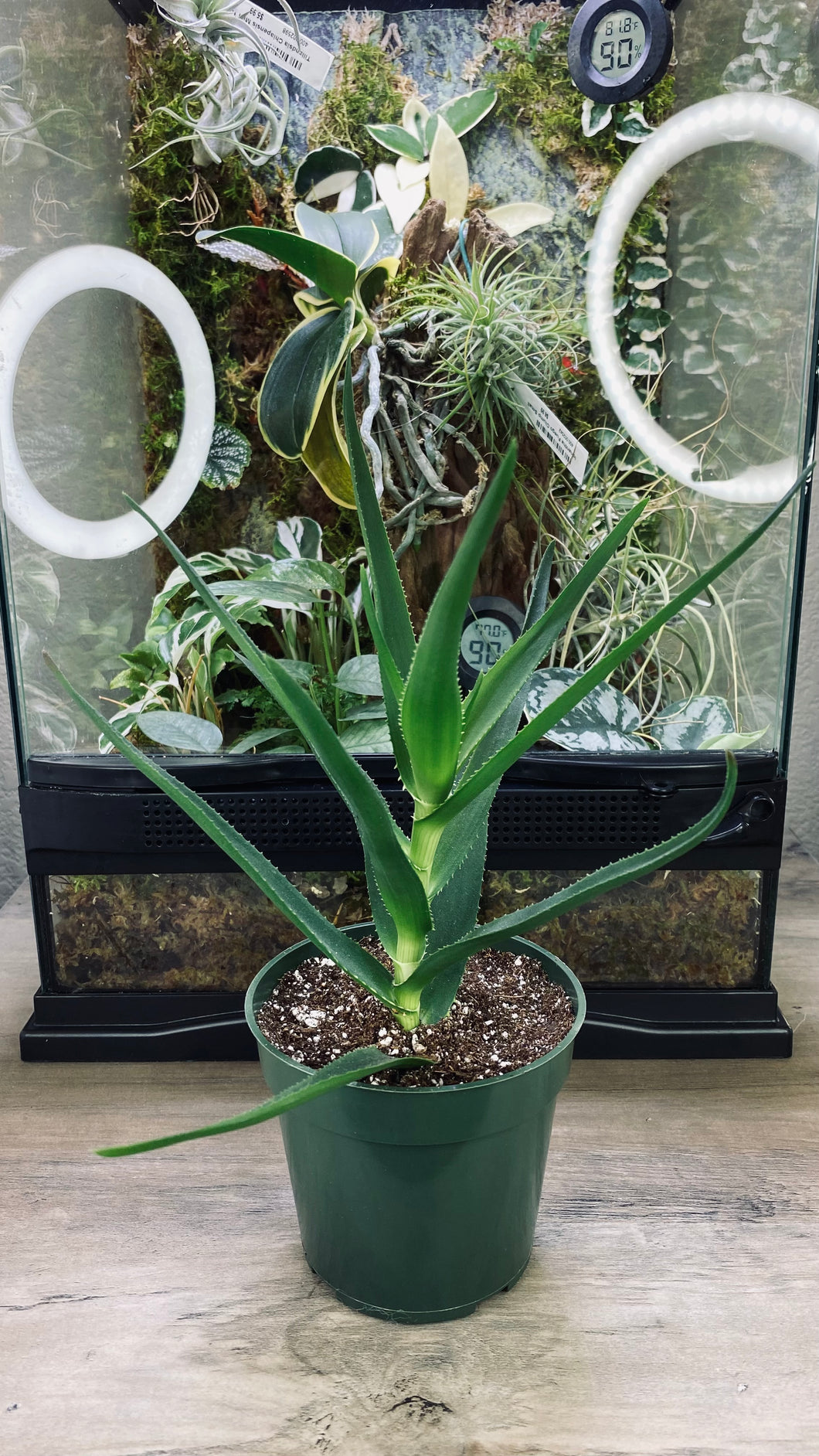 Vining Aloe Vera