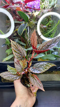 Load image into Gallery viewer, Begonia &#39;Benigo Pink&#39;
