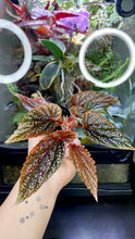 Load image into Gallery viewer, Begonia &#39;Benigo Pink&#39;

