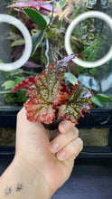 Load image into Gallery viewer, Begonia &#39;Fannie Mosser&#39;

