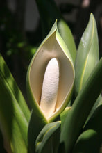 Load image into Gallery viewer, Philodendron &#39;Birkin&#39;/&#39;White Wave&#39;
