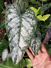 Load image into Gallery viewer, Philodendron &#39;Brandtianum&#39; - &#39;Brandi&#39;
