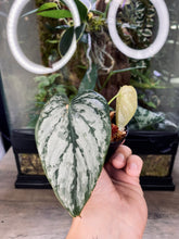 Load image into Gallery viewer, Philodendron &#39;Brandtianum&#39; - &#39;Brandi&#39;
