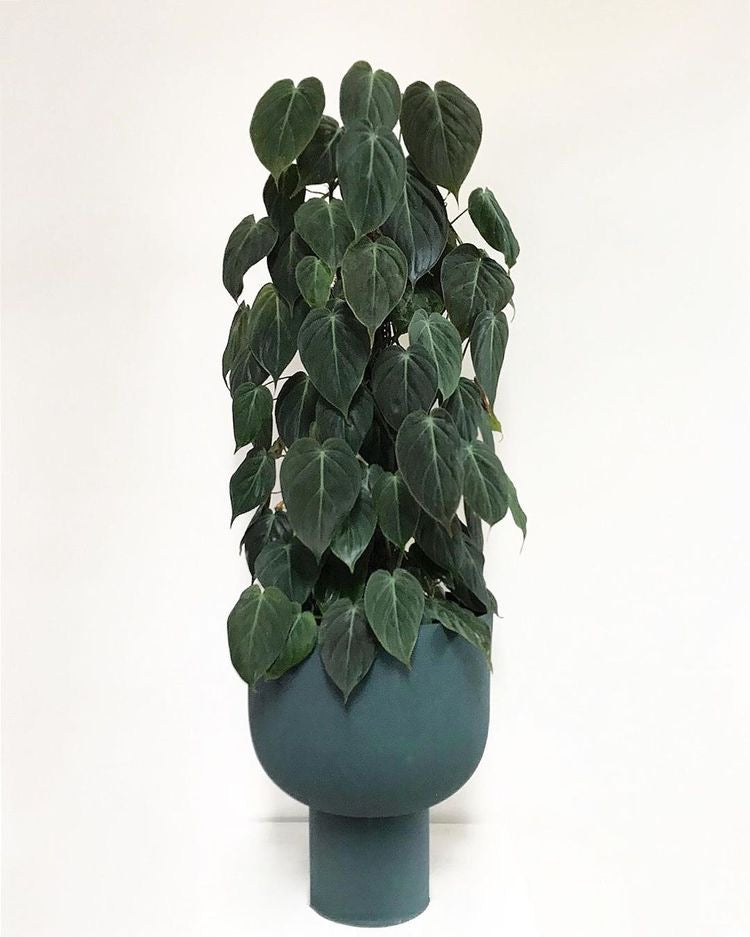 philodendron micans pole Philodendron hederaceum var. hederaceum