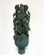 Load image into Gallery viewer, Philodendron hederaceum var. hederaceum - Philodendron &#39;Micans&#39;
