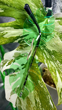 Load image into Gallery viewer, Monstunna’ Shades (Green)
