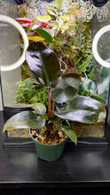 Load image into Gallery viewer, Philodendron &#39;Black Cardinal&#39;
