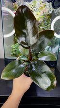 Load image into Gallery viewer, Philodendron &#39;Black Cardinal&#39;
