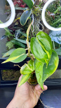 Load image into Gallery viewer, Philodendron Scandens &#39;Brasil&#39;
