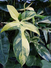 Load image into Gallery viewer, Philodendron &#39;Florida Beauty&#39;
