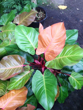 Load image into Gallery viewer, Philodendron &#39;Prince of Orange&#39;
