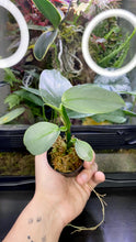 Load image into Gallery viewer, Philodendron Hastatum &#39;Silver Sword&#39;
