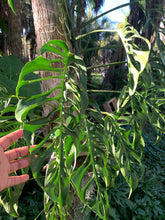 Load image into Gallery viewer, Monstera &#39;Adansonii&#39;
