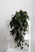 Load image into Gallery viewer, Philodendron hederaceum var. hederaceum - Philodendron &#39;Micans&#39;

